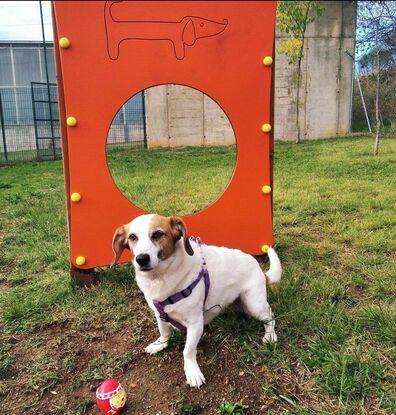 En el parque de perros