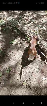 Olfateando en el parque de perritos que está vallado!!!