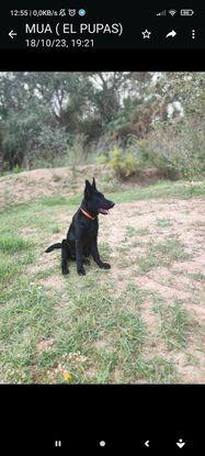 Un día de parque en el parque de perritos que está vallado y pueden disfrutar de lo lindo!!!!