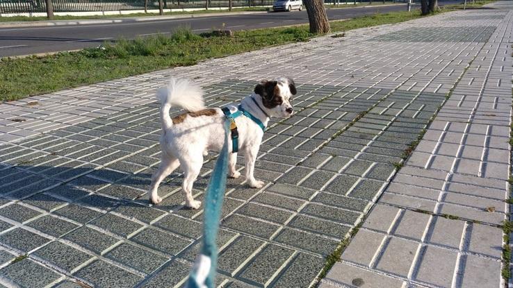 Gustavo