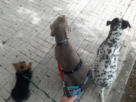 Braco, Cuba & Kira