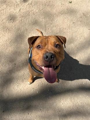 Tayson