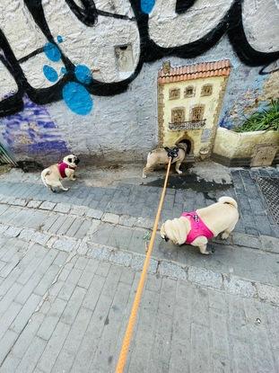 Paseando con los perritos del barrio