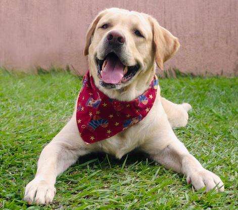 Simon fue mi 🐶 por 12 -ños