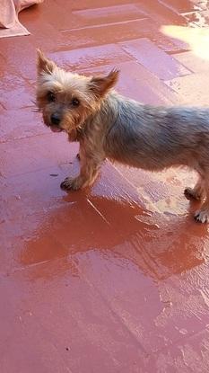 Mi perrita pelusa