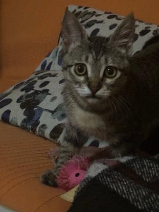 Mi gata kitty