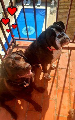 Teo & Bala