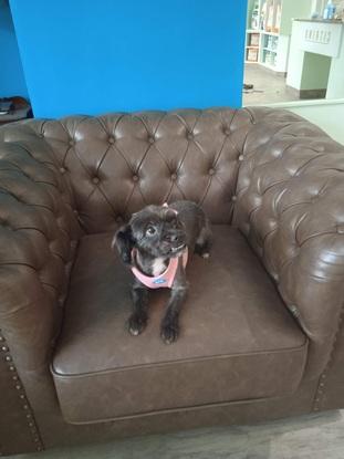 Mesti,la perrita de miabuela