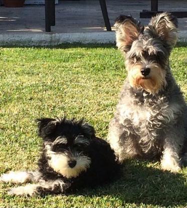 Bimba y Lía