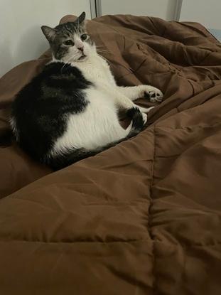 Mi gato en la cama