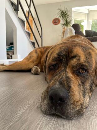 Rolo