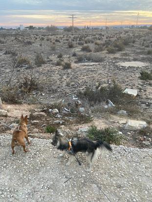 Paseando por el pueblo a los perros de un familiar