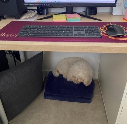 Perro de una amiga durmiendo debajo de mi escritorio (no ve muy bien y prefiere los espacios pequeños y escondidos)