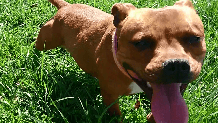 Maddi, la pequeña de la casa.