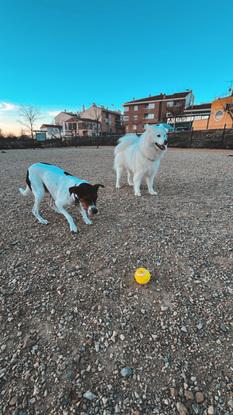 Jugando a la pelota