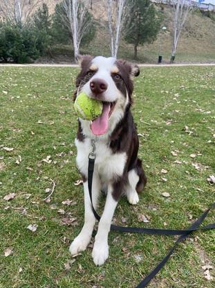 Con Mailo, el Border Collie