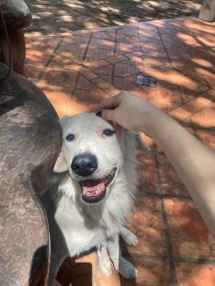 Snowy 4 añitos