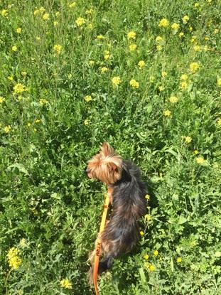 De paseo por el campo