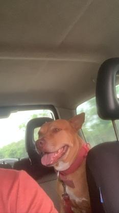 Un paseo en el coche 