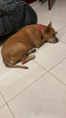 Descansado luego de un largo paseo. 