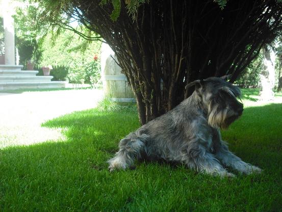 Ariel descansando en la sombra.