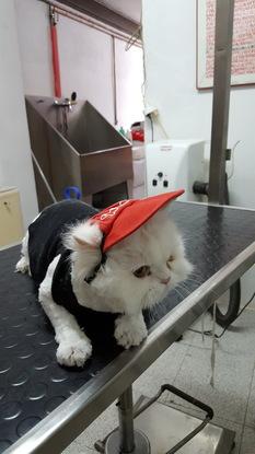 a Bruno no le importa le corte el pelo,es  un buen cliente se lo hago unas tres veces al año y sin  ningun anestesico ni relajante,es un buen gato y me permite vestirlo