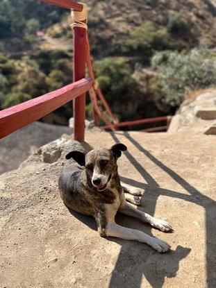 Romeo y su paseo en el campo