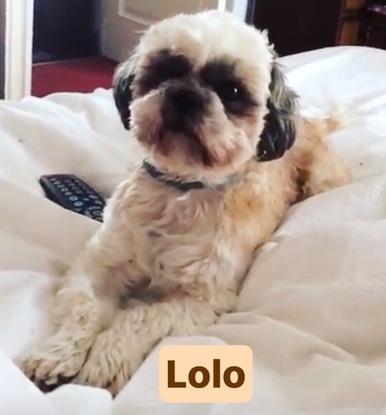 Lolo, mi Shih Tzu perozoso. Actualmente  se encuentra en Vigo, mi ciudad natal. Espero poder traérmelo conmigo el próximo año :)