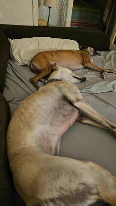 Durmiendo con kira