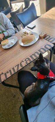 Disfrutar de un desayuno en la calle con los perretes, es posible!