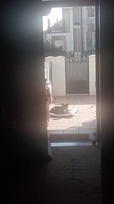 Lolo disfrutando de un baño de sol