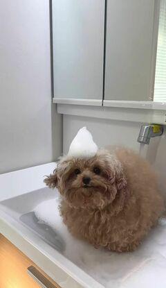 Berta 🐶