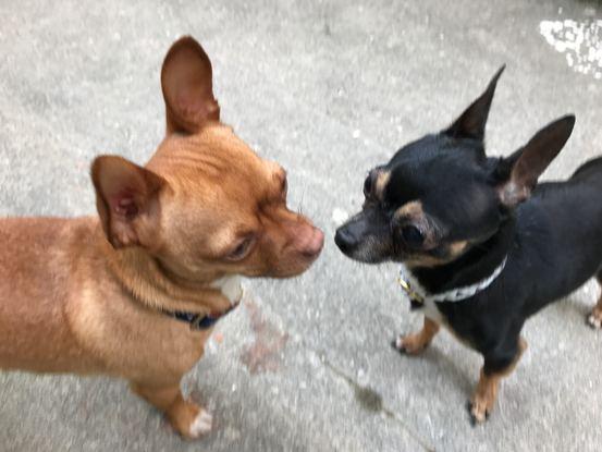 Scott y roky