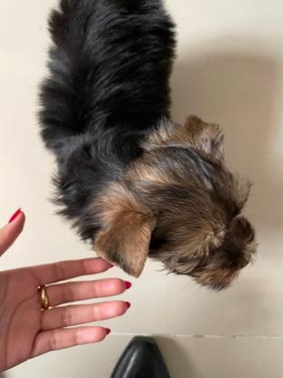 Pepita, la mascota de mi hermanita