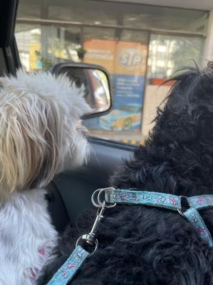 Lulu y Bailey ;)))