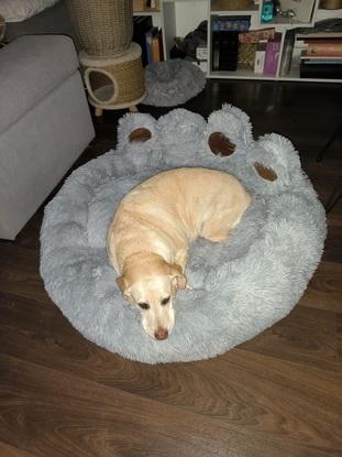 Mi perro 