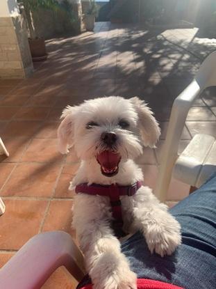 Tomando el sol con el perro de mi amiga