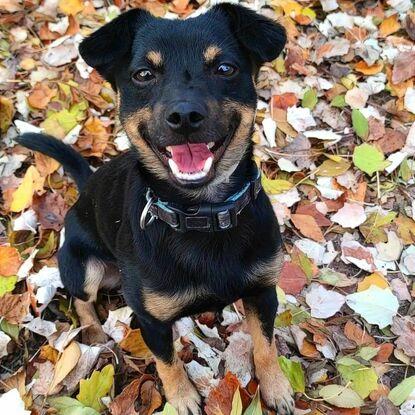 Mi perro Zeus⚡