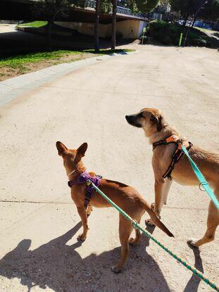 Stitch i Arlo