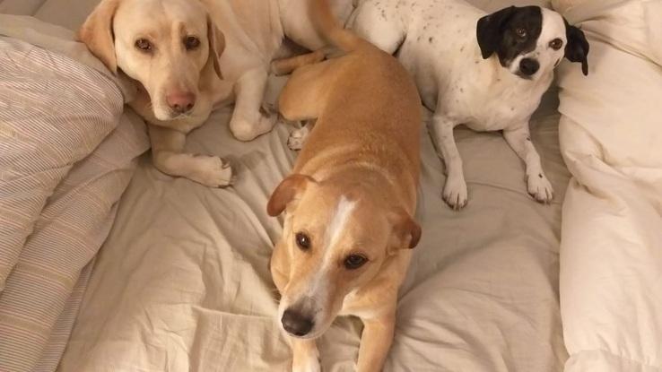 Toto, Raul y Dora