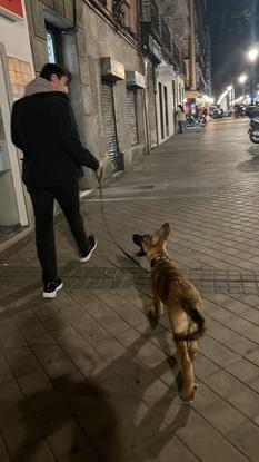 Paseando a Dobby