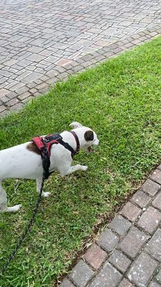 Walking Midas