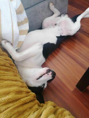 Las patas locas