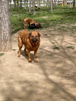 Perros que paseo actualmente