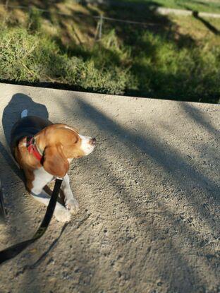 De paseo con Toby