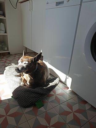 Tomando el sol en la cocina