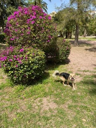 Mi perro en el parque de al lado de mi casa