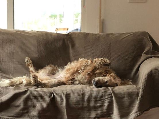 Un amor de perrita que tuvimos unos días disfrutando una siesta