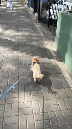 Paseando a Juli