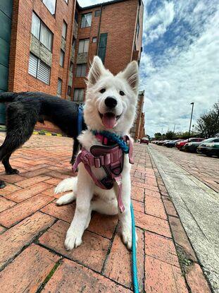 Nala
